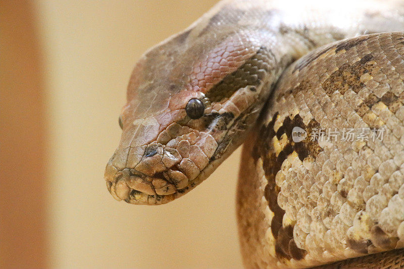 印度蟒蛇(python molurus)的头部特写，显示鼻孔和坑器官，棕色蛇皮鳞片图案，头部特写